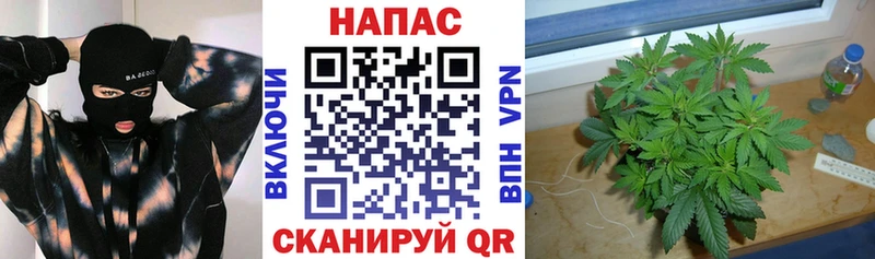 Конопля Amnesia  блэк спрут ссылка  Чегем 